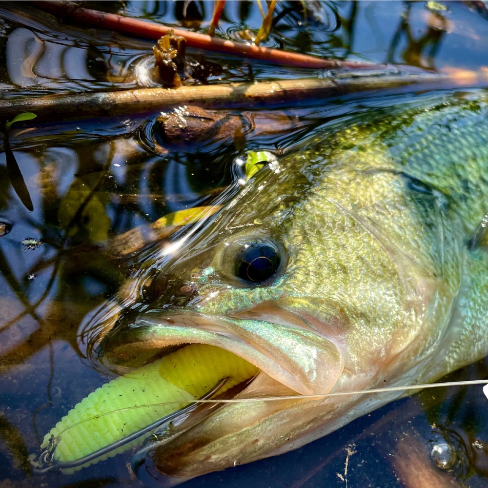 Cast&Catch SCREW-LOCK Weedless - Fishing Hook Weedless 리뷰 및 가격